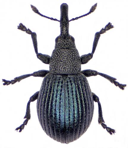 Perapion affine
